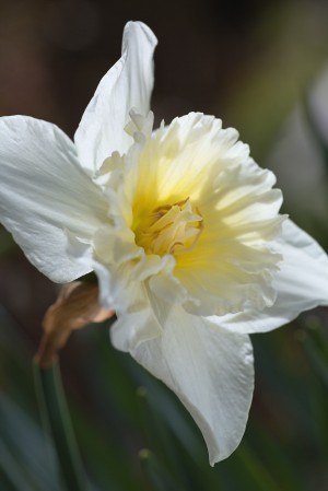 Daffodil Of Spring